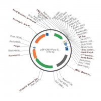 PSF-CMV-PURO-COOH-V5 - C-TERMINAL V5 TAG MAMMALIAN PLASMID OGS3422-5UG