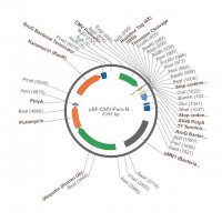 PSF-CMV-PURO-NH2-10HIS-THR - N-TERMINAL 10HIS TAG MAMMALIAN PLASMID OGS1079-5UG