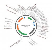 PSF-CMV-PURO-NH2-6HIS-TEV - N-TERMINAL 6 HIS TAG MAMMALIAN PLASMID OGS1121-5UG