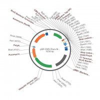 PSF-CMV-PURO-NH2-BM40-6HIS-3C - BM40 SECRETION AND 6 HIS TAG PLASMID OGS1442-5UG