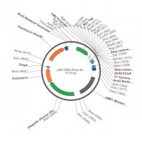 PSF-CMV-PURO-NH2-CMYC - N-TERMINAL C-MYC TAG MAMMALIAN PLASMID OGS3214-5UG