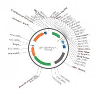 PSF-CMV-PURO-NH2-HIS10 - N-TERMINAL 10 HIS TAG MAMMALIAN PLASMID OGS3210-5UG