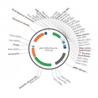 PSF-CMV-PURO-NH2-HIS6 - N-TERMINAL 6 HIS TAG MAMMALIAN PLASMID OGS3211-5UG