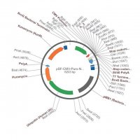 PSF-CMV-PURO-NH2-IL-2 - INTERLEUKIN-2 SECRETION PLASMID OGS1497-5UG