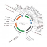 PSF-CMV-PURO-NH2-INSULINSP - INSULIN SECRETION PLASMID OGS1436-5UG
