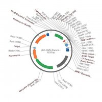 PSF-CMV-PURO-NH2-INSULINSP-6HIS - INSULIN SECRETION AND 6 HIS TAG PLASMID OGS1427-5UG
