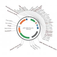 PSF-CMV-PURO-NH2-INSULINSP-6HIS-TEV - INSULIN SECRETION AND 6 HIS TAG PLASMID OGS1379-5UG