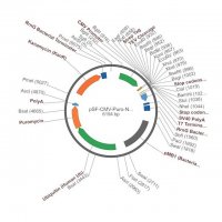 PSF-CMV-PURO-NH2-STREP-TEV - N-TERMINAL STREP TAG MAMMALIAN PLASMID OGS1131-5UG