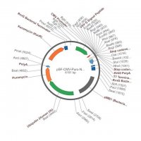 PSF-CMV-PURO-NH2-VSV G - VSV G SECRETION PLASMID OGS1495-5UG