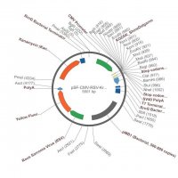 PSF-CMV-RSV-KRYFP - RSV PROMOTER YFP PLASMID OGS516-5UG