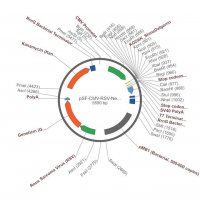 PSF-CMV-RSV-NEO/G418 ASCI - RSV PROMOTER G418 PLASMID OGS381-5UG