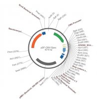 PSF-CMV-SPEC - SPECTINOMYCIN RESISTANT PLASMID OGS7-5UG