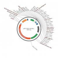 PSF-CMV-UB-BETAGAL ASCI - BETA GALACTOSIDASE PLASMID OGS158-5UG
