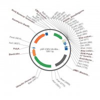 PSF-CMV-UB-BLAST ASCI - UBIQUITIN PROMOTER BLASTICIDIN PLASMID OGS384-5UG