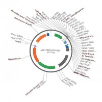PSF-CMV-UB-HYGRO-SV40 ORI SBFI - HYGROMYCIN / SV40 ORI PLASMID OGS135-5UG