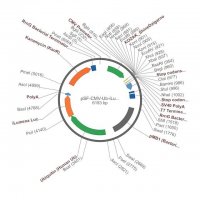 PSF-CMV-UB-ILUMENA - MAMMALIAN SECRETED LUCIFERASE VECTOR OGS514-5UG
