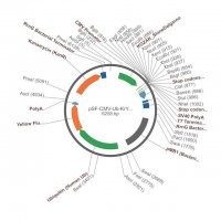 PSF-CMV-UB-KRYFP - MAMMALIAN YFP REPORTER VECTOR OGS513-5UG