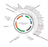 PSF-CMV-UB-NEO/G418-SV40 ORI SBFI - G418 / SV40 ORI PLASMID OGS138-5UG