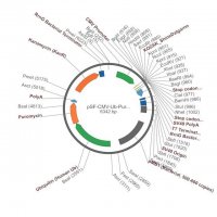 PSF-CMV-UB-PURO-SV40 ORI SBFI - PUROMYCIN / SV40 ORI PLASMID OGS136-5UG
