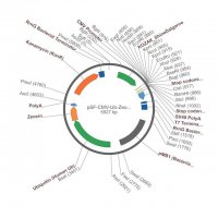 PSF-CMV-UB-ZEO ASCI - ZEOCIN SELECTION PLASMID OGS23-5UG