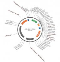 PSF-GAL1-URA3 - GALACTOSE INDUCIBLE YEAST PLASMID OGS536-5UG