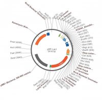 PSF-LACI - LACI PROMOTER BACTERIAL VECTOR OGS502-5UG