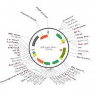 PSF-LENTI - LENTIVIRUS PUROMYCIN CMV PLASMID OGS269-5UG