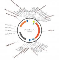PSF-MINPROM-FLUC - MINIMAL PROMOTER LUCIFERASE PLASMID OGS357-5UG