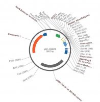PSF-OXB15 - STRONG PROMOTER E.COLI VECTOR OGS558-5UG