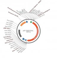 PSF-OXB20-BETAGAL - BACTERIAL BETA GALACTOSIDASE PLASMID OGS207-5UG