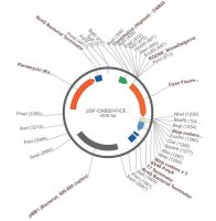 PSF-OXB20-FRCFP - CONSTITUTIVE BACTERIAL PROMOTER CFP PLASMID OGS601-5UG