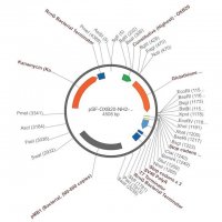 PSF-OXB20-NH2-GST - N-TERMINAL GST TAG MAMMALIAN PLASMID OGS3320-5UG