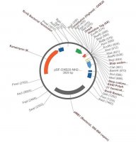 PSF-OXB20-NH2-OMPA-6HIS - OMPA SECRETION AND 6 HIS TAG PLASMID OGS3090-5UG