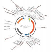 PSF-PA-MINPROM-FLUC - MINIMAL PROMOTER LUCIFERASE PLASMID OGS246-5UG