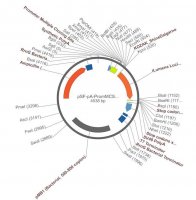 PSF-PA-PROMMCS-ILUMENA - PROMOTERLESS SECRETED LUCIFERASE PLASMID OGS616-5UG