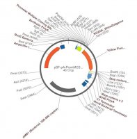 PSF-PA-PROMMCS-KRYFP - PROMOTERLESS MULTIPLE CLONING SITE YFP PLASMID OGS614-5UG