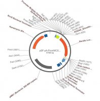 PSF-PA-PROMMCS-RLUC - NO PROMOTER (MCS) RENILLA PLASMID OGS237-5UG