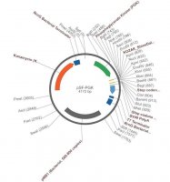 PSF-PGK - PHOSPHOGLYCERATE KINASE PROMOTER PLASMID OGS403-5UG