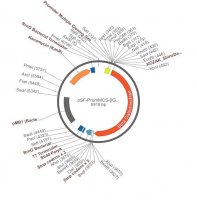 PSF-PROMMCS-BETAGAL - NO-PROMOTER MCS BETA GAL PLASMID OGS372-5UG