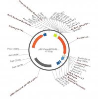 PSF-PROMMCS-RLUC - NO-PROMOTER MCS LUCIFERASE PLASMID OGS370-5UG