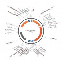 PSF-RENILLA-PHOTINUS - BI-DIRECTIONAL FIREFLY RENILLA LUCIFERASE PLASMID OGS595-5UG
