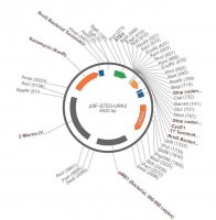 PSF-STE5-URA3 - WEAK PROMOTER YEAST PLASMID OGS535-5UG