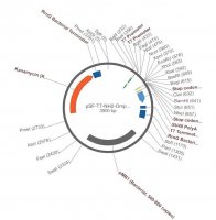 PSF-T7-NH2-OMPA SP-NCOI - BACTERIAL SECRETION PLASMID OGS165-5UG