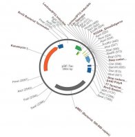 PSF-TAC - PTAC INDUCIBLE BACTERIAL PLASMID OGS501-5UG