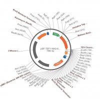 PSF-TEF1-NH2-6HIS-MBP-TEV - N-TERMINAL 6 HIS AND MBP DUAL TAG YEAST PLASMID OGS1693-5UG
