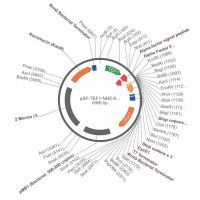 PSF-TEF1-NH2-A-FACTORFL - FULL LENGTH ALPHA FACTOR SECRETION PLASMID OGS1875-5UG