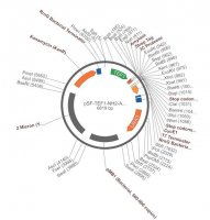 PSF-TEF1-NH2-AMY-STREP-3C - ALPHA-AMYLASE SECRETION AND STREP TAG PLASMID OGS1807-5UG