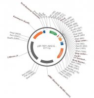 PSF-TEF1-NH2-GLUCA - GLUCOAMYLASE SECRETION PLASMID OGS1877-5UG