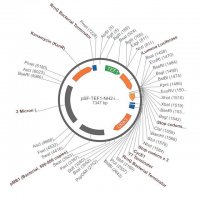 PSF-TEF1-NH2-ILUMENA - SECRETED LUCIFERASE (ILUMINA REPORTER) TAG YEAST PLASMID OGS1759-5UG