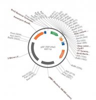 PSF-TEFI-HIS3 - HISTIDINE YEAST SELECTION PLASMID OGS530-5UG